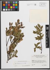 Foto von Salix waldsteiniana Willd.